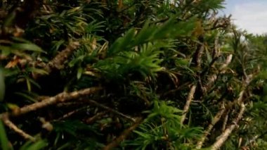 Kamera bush Eden Projesi kubbeler Cornwall İngiltere'de yükseltilmiş bir bakış ortaya çıkarmak için arkasından yükselir
