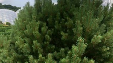 Eden Projesi kubbeler Cornwall İngiltere'de yükseltilmiş bir bakış ortaya çıkarmak için çam ağacının arkasına geçmiş kamera slaytlar