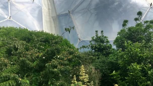 Pan Szerte Biomes Eden Project Angliában Cornwall Földközi Tenger Esőerdő — Stock videók
