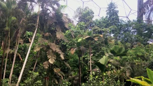 英国康沃尔伊甸园项目雨林生物群系内部倾斜 — 图库视频影像