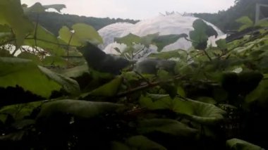 Kamera bush Eden Projesi kubbeler Cornwall İngiltere'de yükseltilmiş bir bakış ortaya çıkarmak için arkasından yükselir