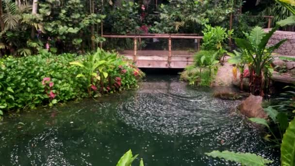 Incline Interior Bioma Floresta Tropical Eden Project Cornwall Inglaterra — Vídeo de Stock