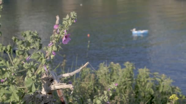 Статичний Знімок Квітка Defocussed Маленька Човен Порту Ісаак Гавані Корнуоллі — стокове відео
