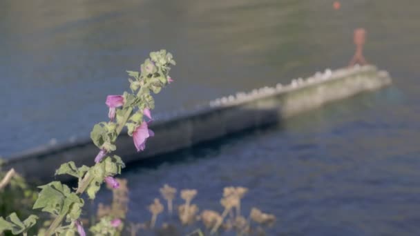 Statische Aufnahme Einer Blume Mit Defokussierter Hafenmauer Von Port Isaac — Stockvideo
