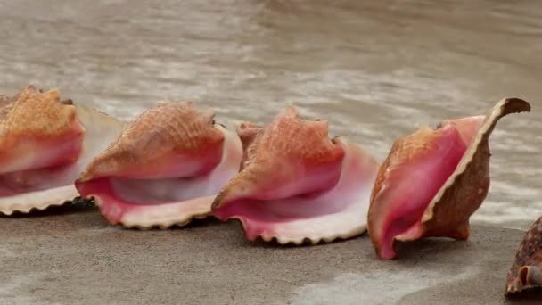 Conchas Marinhas Brilhantemente Coloridas Uma Praia Porvenir Nas Ilhas San — Vídeo de Stock