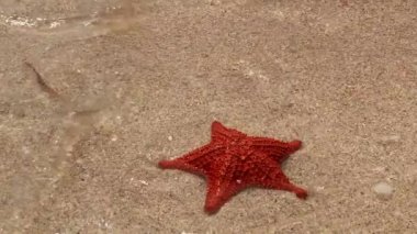 Dalgalar üzerinde kırmızı denizyıldızı El Porvenir kumsalda Panama San Blas Adaları kırmak