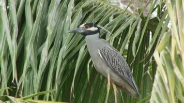Sarı taçlı gece-Heron ağacında El Porvenir Panama San Blas Adaları üzerinde