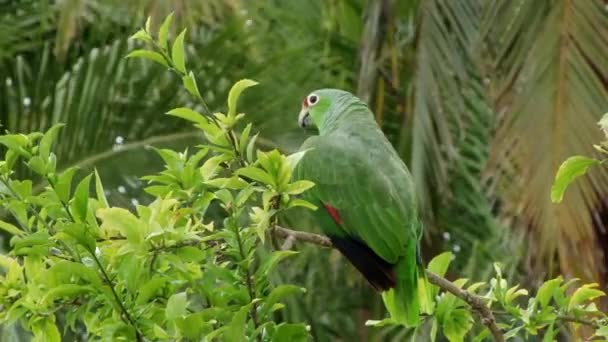 Πράσινο Παπαγάλος Στον Κλάδο Του Δέντρου Στο Porvenir Στα Νησιά — Αρχείο Βίντεο