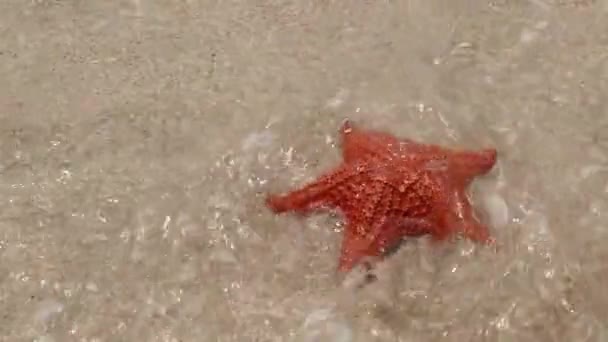 Des Vagues Brisent Sur Une Étoile Mer Rouge Sur Plage — Video