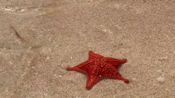 Olas Rompen Sobre Estrellas Mar Rojas Playa Porvenir Las Islas — Vídeo de stock