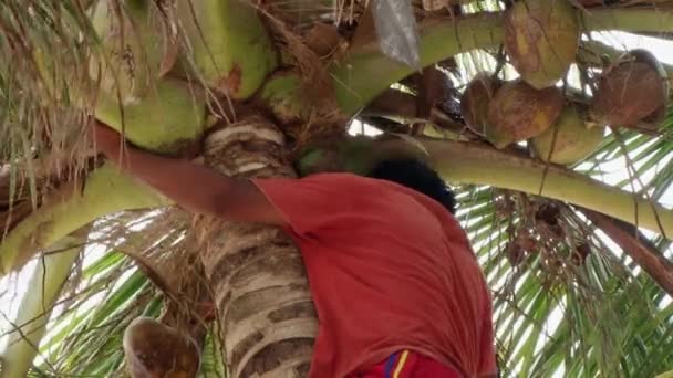 Hombre Guna Nativo Quita Cocos Del Árbol Porvenir Las Islas — Vídeos de Stock