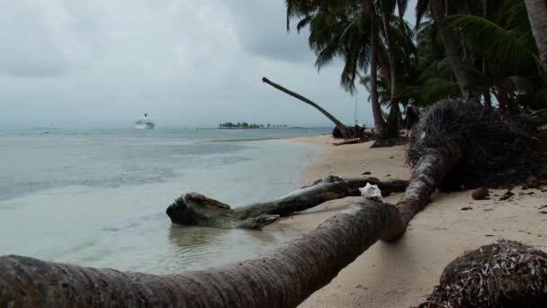 Wide Shot Van Stormachtige Strand Gevallen Palmboom Porvenir San Blas — Stockvideo