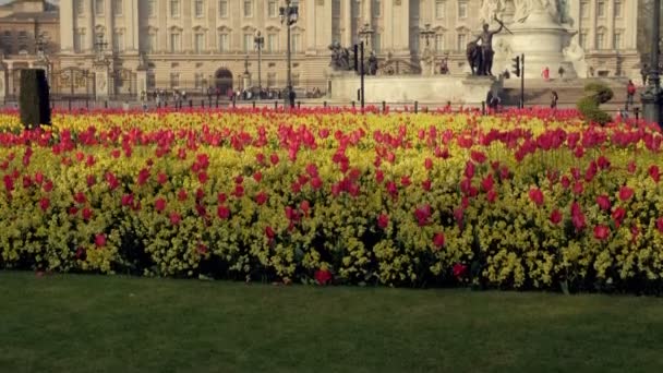 Inclinado Flores Primavera Palacio Buckingham Londres Tomado Temprano Mañana Con — Vídeos de Stock