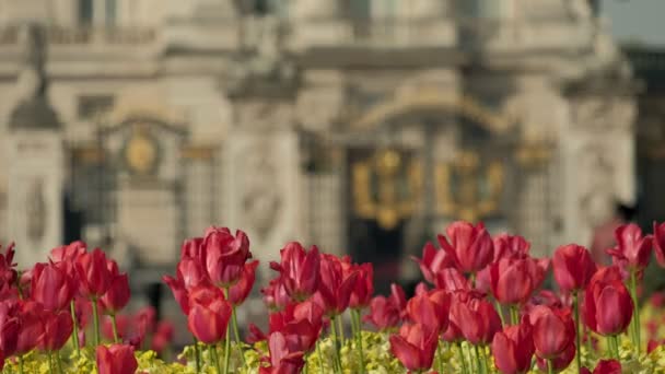 Bliska Czerwone Kwiaty Przed Buckingham Palace Londynie Bramy Pałacowe Rozmyte — Wideo stockowe