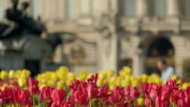 Närbild Röda Och Gula Blommor Framför Buckingham Palace London Palatsets — Stockvideo