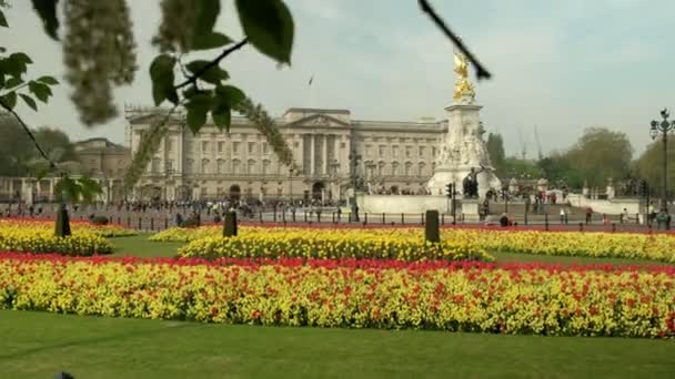 Camera Scende Dagli Alberi Rivelare Ampio Colpo Buckingham Palace Primavera — Video Stock