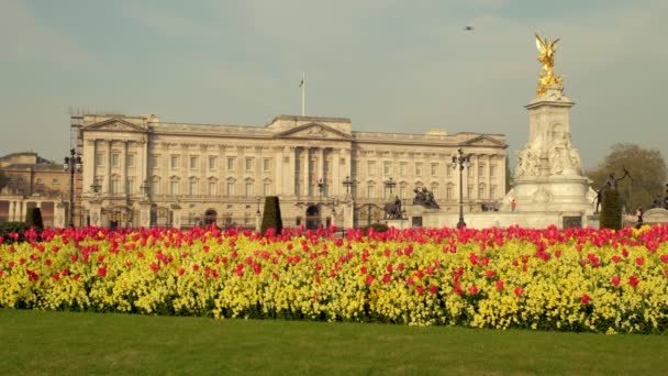 ロンドンのバッキンガム宮殿の前で 春の花の静的なワイドショット 少数の人々と早朝に撮影 — ストック動画