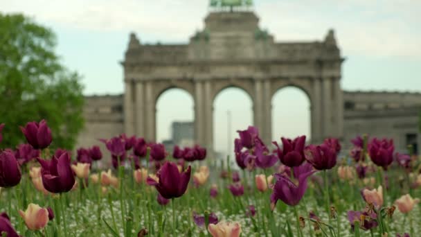 Ανθισμένες Ωραίες Τουλίπες Στο Πάρκο Τζουμπιλί Στις Βρυξέλλες Θριαμβική Αψίδα — Αρχείο Βίντεο