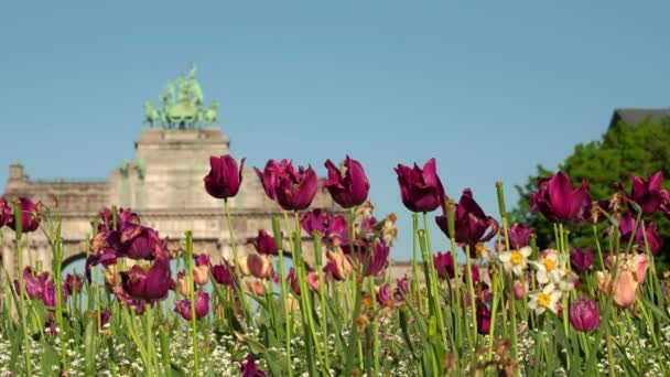 Blommande Vackra Blommor Jubilee Park Bryssel Triumfbåge Bakgrunden — Stockvideo