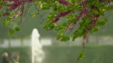 Tuileries Bahçesi, Paris 'te bir ağaca yakın çiçek klibi. Bir çeşme arka planda defocused