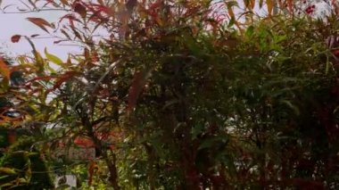 Bir bahar sabahı Eyfel Kulesi ortaya çıkarmak için çalı arkasından kamera slaytlar 