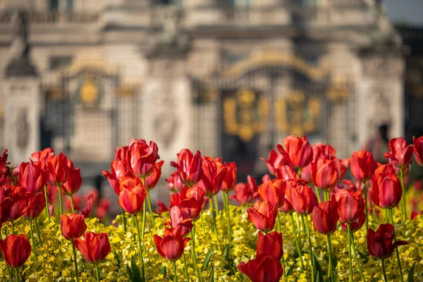 Teleaufnahme von Blumen vor dem Palast von Buckingham, — Stockfoto