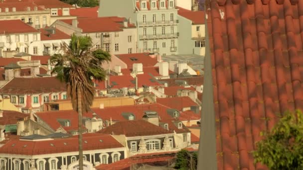 中央リスボンの赤い屋根の上に風に揺れる非常に背の高いヤシの木の静的な長いクリップ — ストック動画