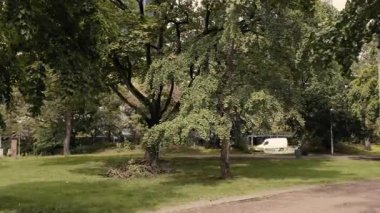 Central Park 'taki ağaçların arasından Frankfurt' un finans bölgesindeki DB Kulelerine doğru eğil.