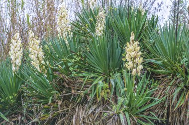 Parkta çiçek açan yucca filamentosa