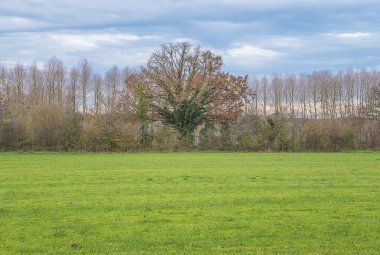 Güzel büyük ağaç üzerinde sonbahar yeşil alanda