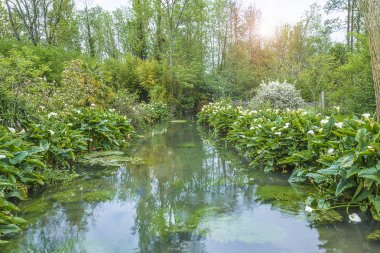 Güzel bahar manzara: beyaz arums ya da calla çiçek açan nilüferler