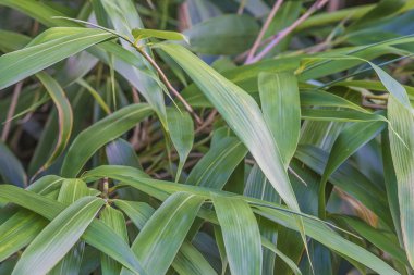 Yeşil Bambu yakın çekim