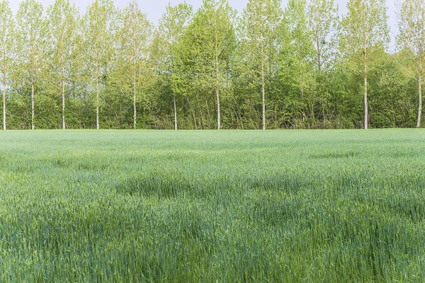 Hermoso Paisaje Primavera Rural Campo Verde Cebada Popl —  Fotos de Stock