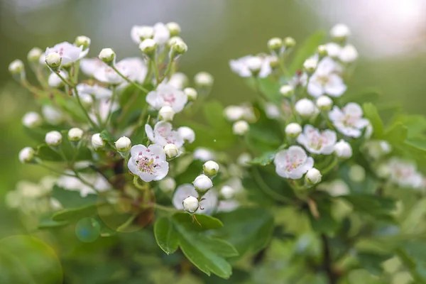 Blooming Howthorn Close Selective Focus — Stock Photo, Image