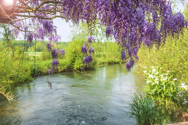 Hermoso Paisaje Con Glicina Púrpura Floreciente Cerca Del Río — Foto de Stock