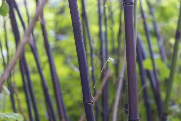Black bamboo or phyllostachys nigra close up