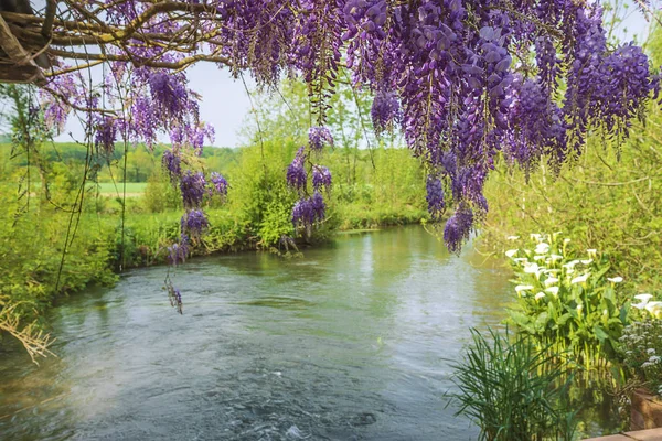 Hermoso Paisaje Con Glicina Púrpura Floreciente Cerca Del Río — Foto de Stock