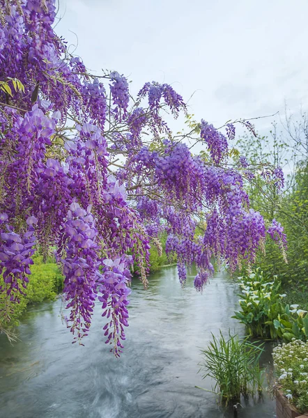 Mooie Bloeiende Paarse Blauweregen Buurt Van Rivier — Stockfoto