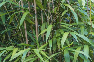 Yeşil Bambu yakın çekim