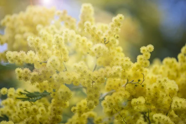 Prachtige Mimosa bloeit op de lente zondag — Stockfoto