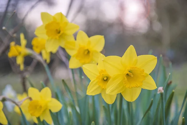 В весеннем саду цветут красивые желтые нарциссы — стоковое фото
