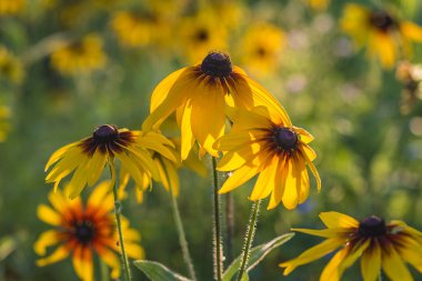 Güzel sarı rudbeckia 
