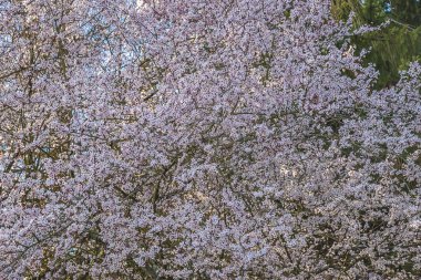 Kiraz güneşli güzel çiçeği
