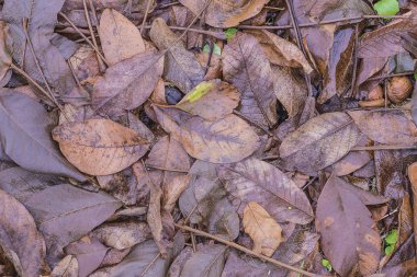 Güzel ıslak kahverengi fındık üst görünümü bırakır