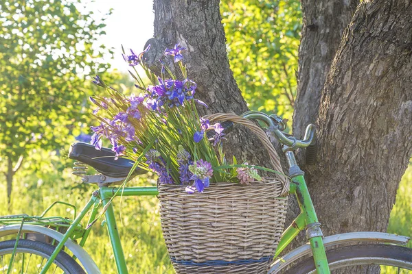 Attività ricreative estive: bouquet di iris selvatici nel cestino vintage in vimini sulla vecchia bici — Foto Stock