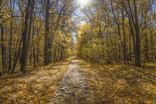 Güneşli güzel sonbahar park