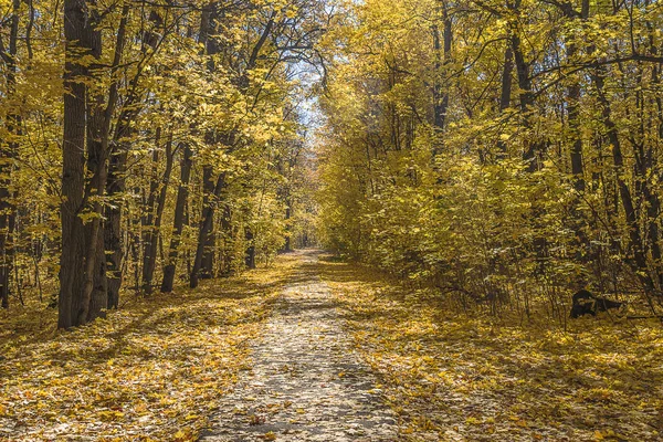 Güneşli güzel sonbahar park