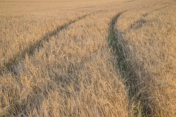 Campo agrícola a la luz solar —  Fotos de Stock