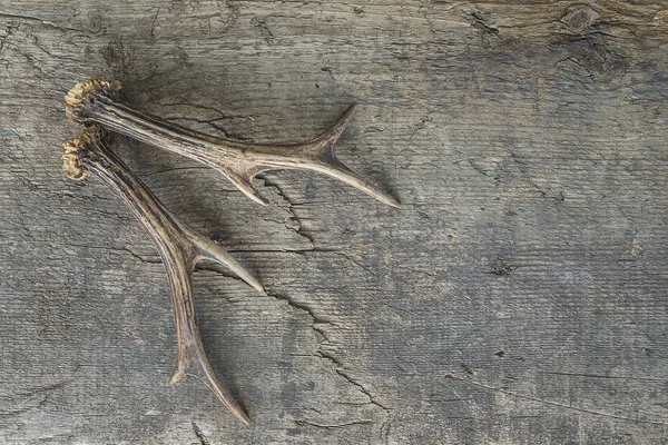 Belle corna di cervo sul vecchio sfondo di legno — Foto Stock