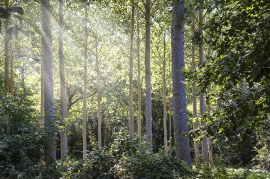 Güneşli bir günde yaz kavak ağaçları